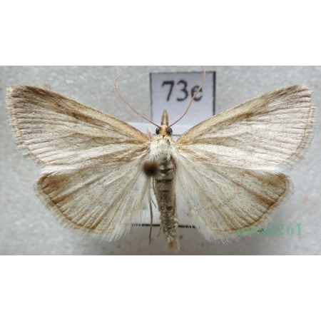 Psammotis pulveralis (Hübner, 1796) Slovakia73e
